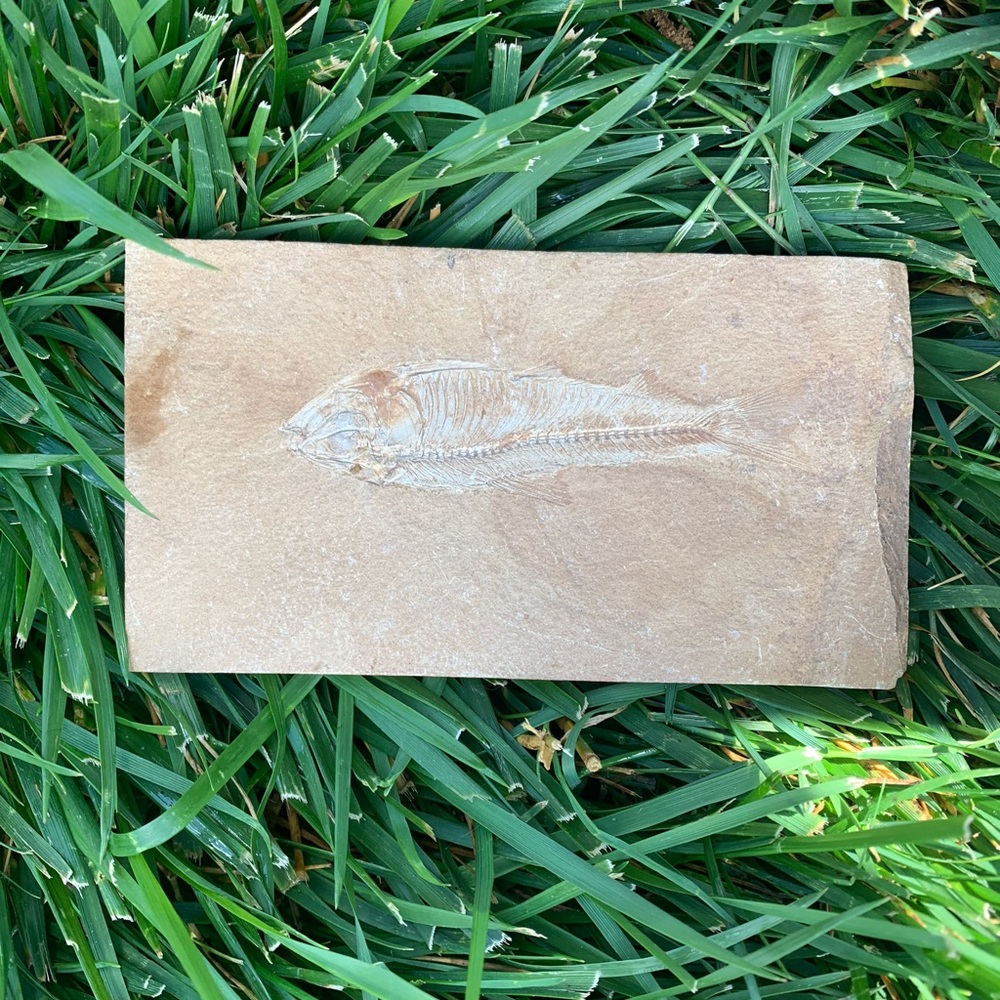 Small fish fossil